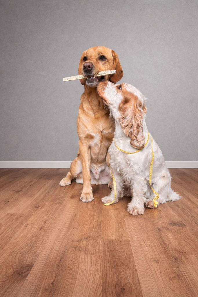 Fiete und Muffin Messanleitung Beitragsbild Ein Labrador mit einem Zollstock im Maul und ein Englischer Cocker Spaniel mit einem Maßband um den Hals