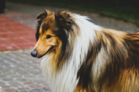 Messanleitung 3 Sheltie Messanleitung Ruhrpawt