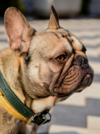 Messanleitung 6 Kurzschnäuziger Hund Messanleitung Ruhrpawt
