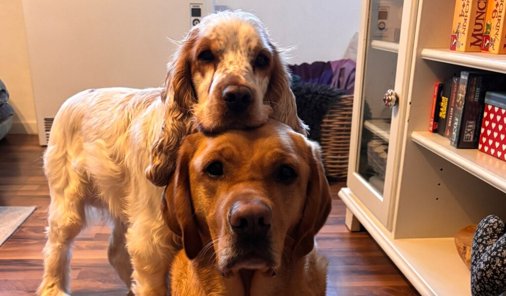 Stapelhunde von Ruhrpawt Die Ruhrpawt Hunde schauen in die Kamera
