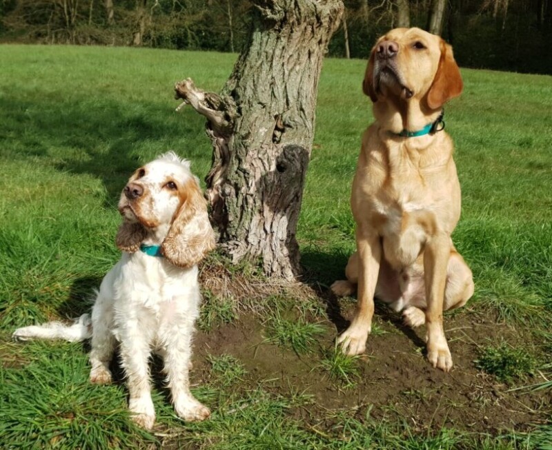 Muffin und Fiete mit Hundehalsband in aus Biothane türkis Ruhrpawt Hunde mit türkisem Hundehalsband biothane