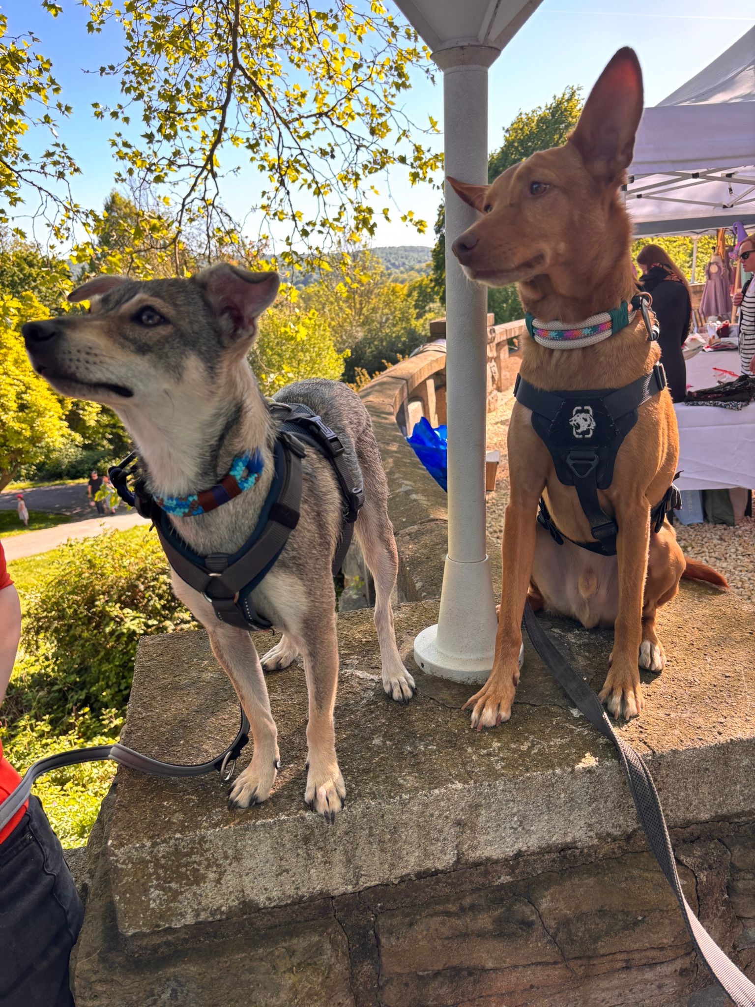 Kalu und Loki mit neuem PPM-Seil Halsband Kundenfoto zweier hunde mit PPM-Seil Halsband auf der ruhrperle