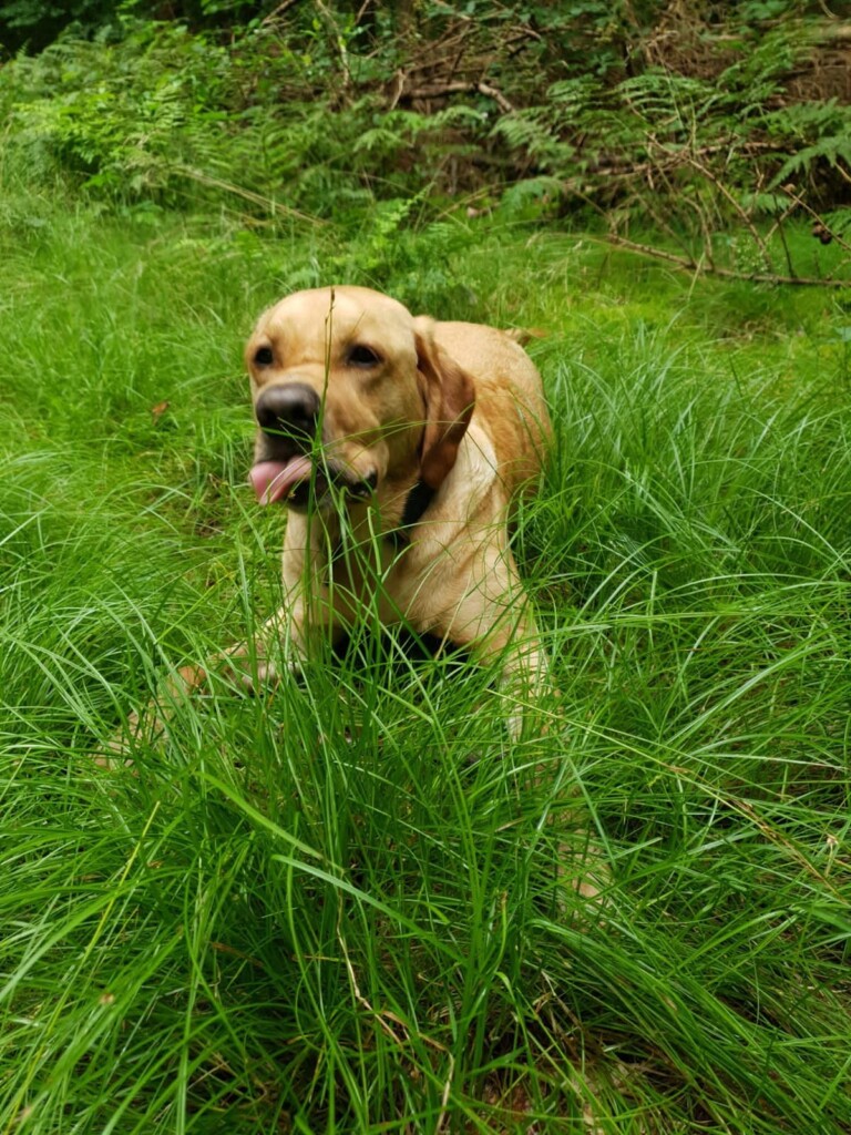 Muffin auf der Wiese Blonder Labrador liegt auf einer grünen Wiese