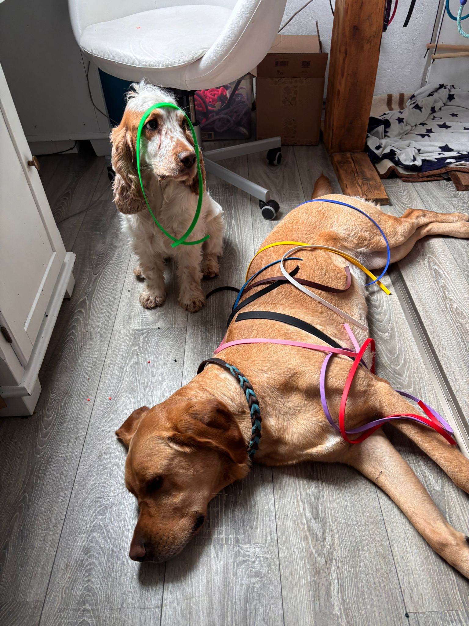 Harter Arbeitstag Ruhrpawt Hunde mit Biothane