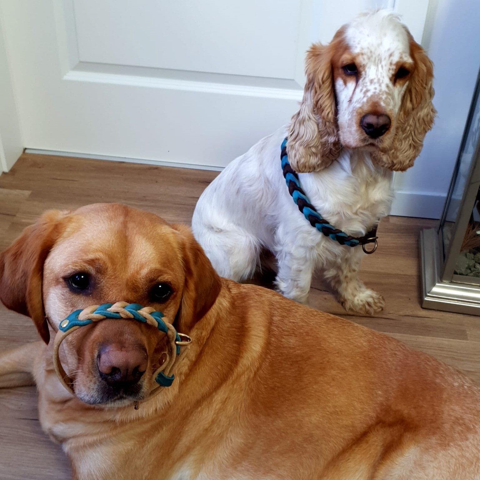 Blonder Labradormischling auf dem Boden liegend mit einem zu engen Fettlederhalsband um das Maul, dahinter ein Englischer Cocker Spaniel mit einem viel zu gr0ßen Fettleder Zugstop Halsband um den Körper