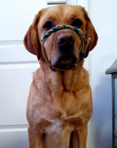 Zu kleines Halsband Labrador Mischling mit einem zu kleinen Hundehalsband um die Schnauze Messanleitung Ruhrpawt