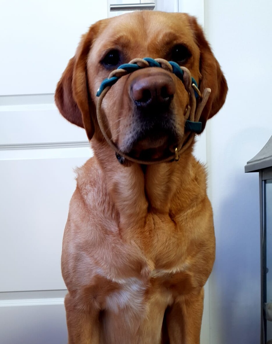 Messanleitung 1 Labrador Mischling mit einem zu kleinen Hundehalsband um die Schnauze Messanleitung Ruhrpawt