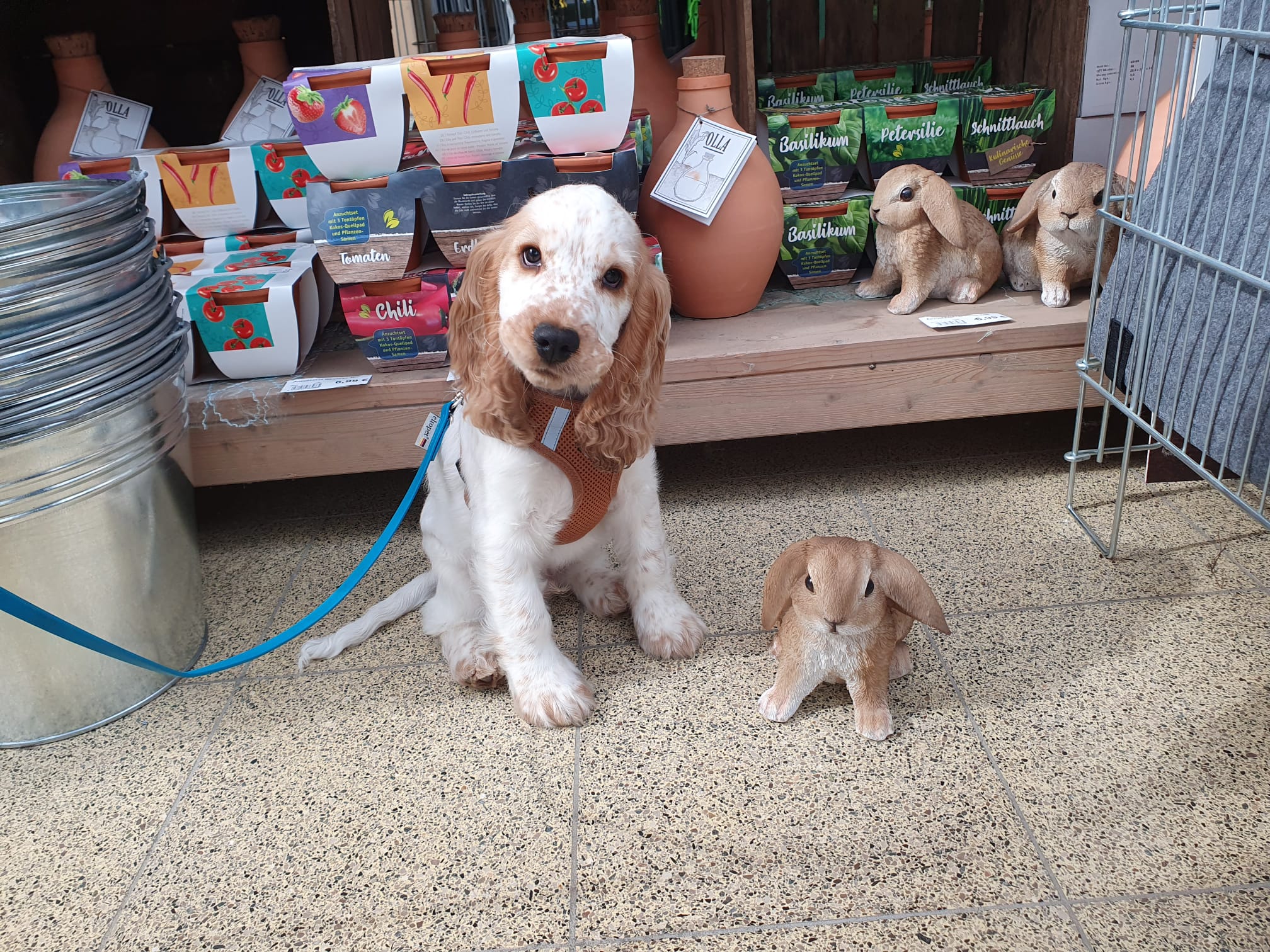 Fiete als Welpe Ein kleiner roan Orange Englisch Cocker Spaniel Welpe sitzt neben einer Häschenfigur und schaut in die Kamera